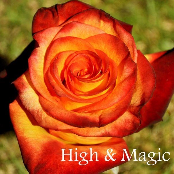 High & Orange Magic, Роза Хай энд Мейджик, роза супер премиум класса, как и роза Фридом.Прекрасный срезочный сорт, из которого получатся великолепные цветочные композиции. Подходит для праздничных букетов и для украшения банкетных, праздничных залов. В вазе цветок стоит долго, иногда дольше двух недель. Цветок у розы Хай энд Мейджик красивый, оранжевый, с пылающим, красным оттенком и нежными кремовыми потеками. Высота бутона более 6 см, диаметр бутона до 6,5 см. Бутон махровый, до 40 лепестков .